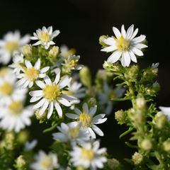 Symphyotrichum ericoides