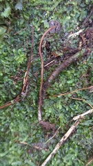 Psilocybe neoxalapensis