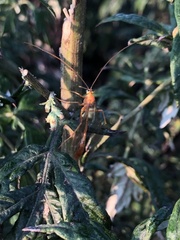 Enicospilus americanus-complex