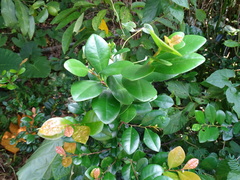 Diospyros ferrea