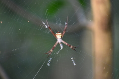 Argiope anasuja