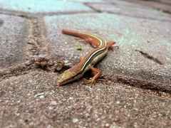 Takydromus sexlineatus