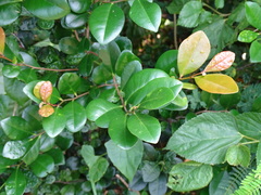Diospyros ferrea
