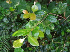 Diospyros ferrea