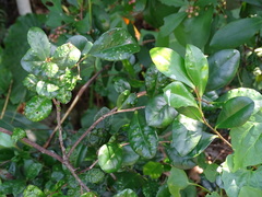 Diospyros ferrea