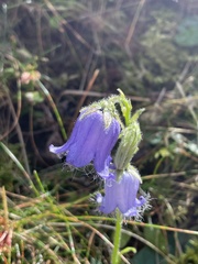 Campanula barbata