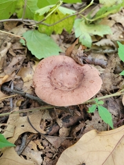 Lactarius quietus