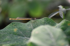 Ceriagrion coromandelianum