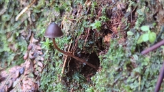 Psilocybe neoxalapensis