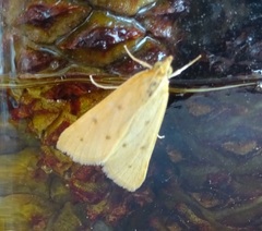 Achyra nudalis