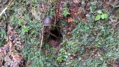 Psilocybe neoxalapensis