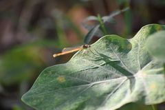 Ceriagrion coromandelianum