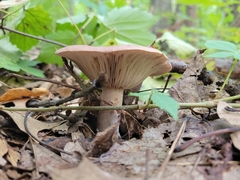 Lactarius quietus