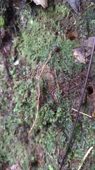 Psilocybe neoxalapensis