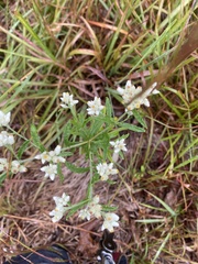 Pseudognaphalium