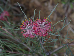 Isopogon divergens