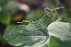 Ceriagrion coromandelianum