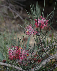 Isopogon divergens