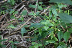 Dichanthelium scoparium
