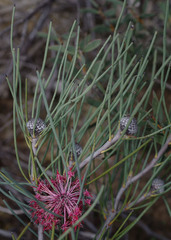 Isopogon divergens
