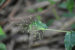 Dichanthelium scoparium