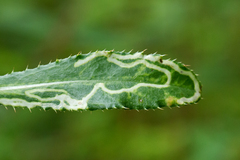 Phytomyza syngenesiae group