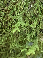 Pseudanomodon attenuatus