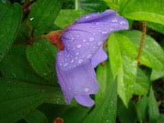Melastoma