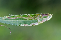 Phytomyza syngenesiae group