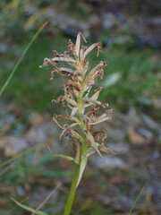 Dactylorhiza