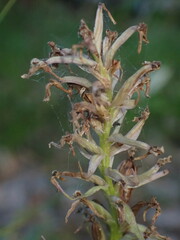 Dactylorhiza