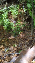 Psilocybe neoxalapensis