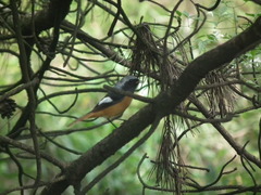 Phoenicurus auroreus