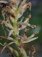 Dactylorhiza