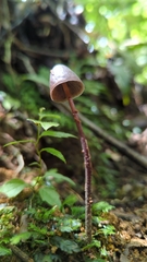 Psilocybe neoxalapensis