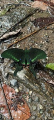 Papilio arcturus