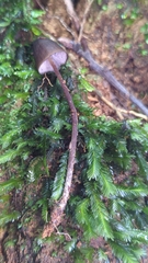 Psilocybe neoxalapensis