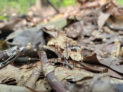 Marasmius capillaris