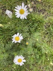 Tripleurospermum inodorum