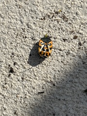 Murgantia histrionica