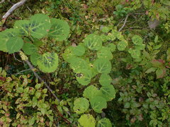 Aceria varia
