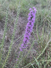 Liatris punctata