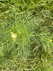 Tripleurospermum inodorum