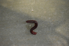 Trigoniulus corallinus