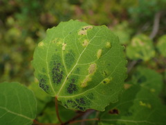 Aceria varia
