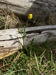 Ranunculus plebeius