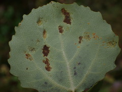 Aceria varia