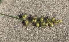 Cenchrus longispinus