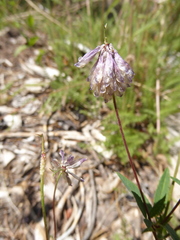 Trifolium productum