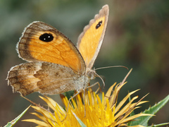 Pyronia cecilia